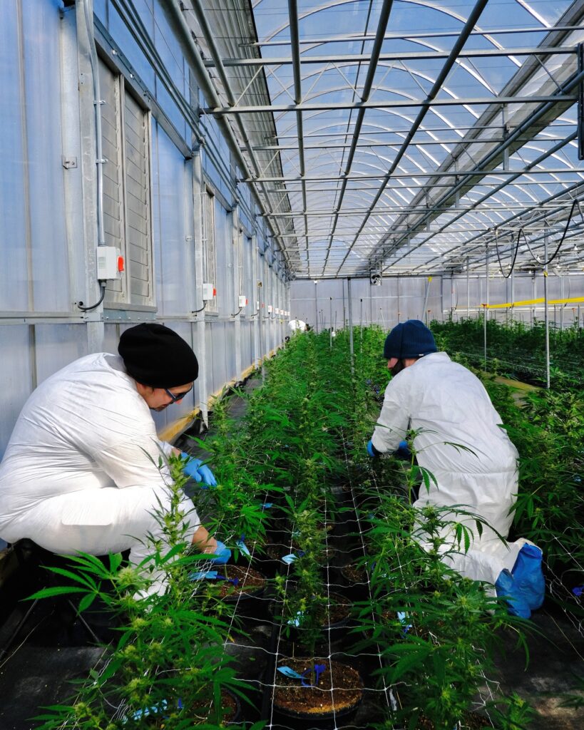 North Lake Supply: NJ's Sun-Grown Cannabis Cultivator