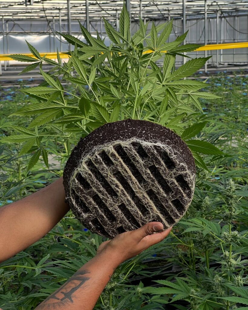 North Lake Supply: NJ's Sun-Grown Cannabis Cultivator