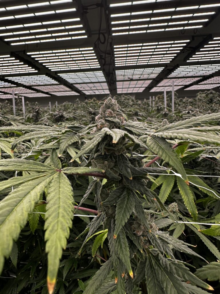 High Grass Farms