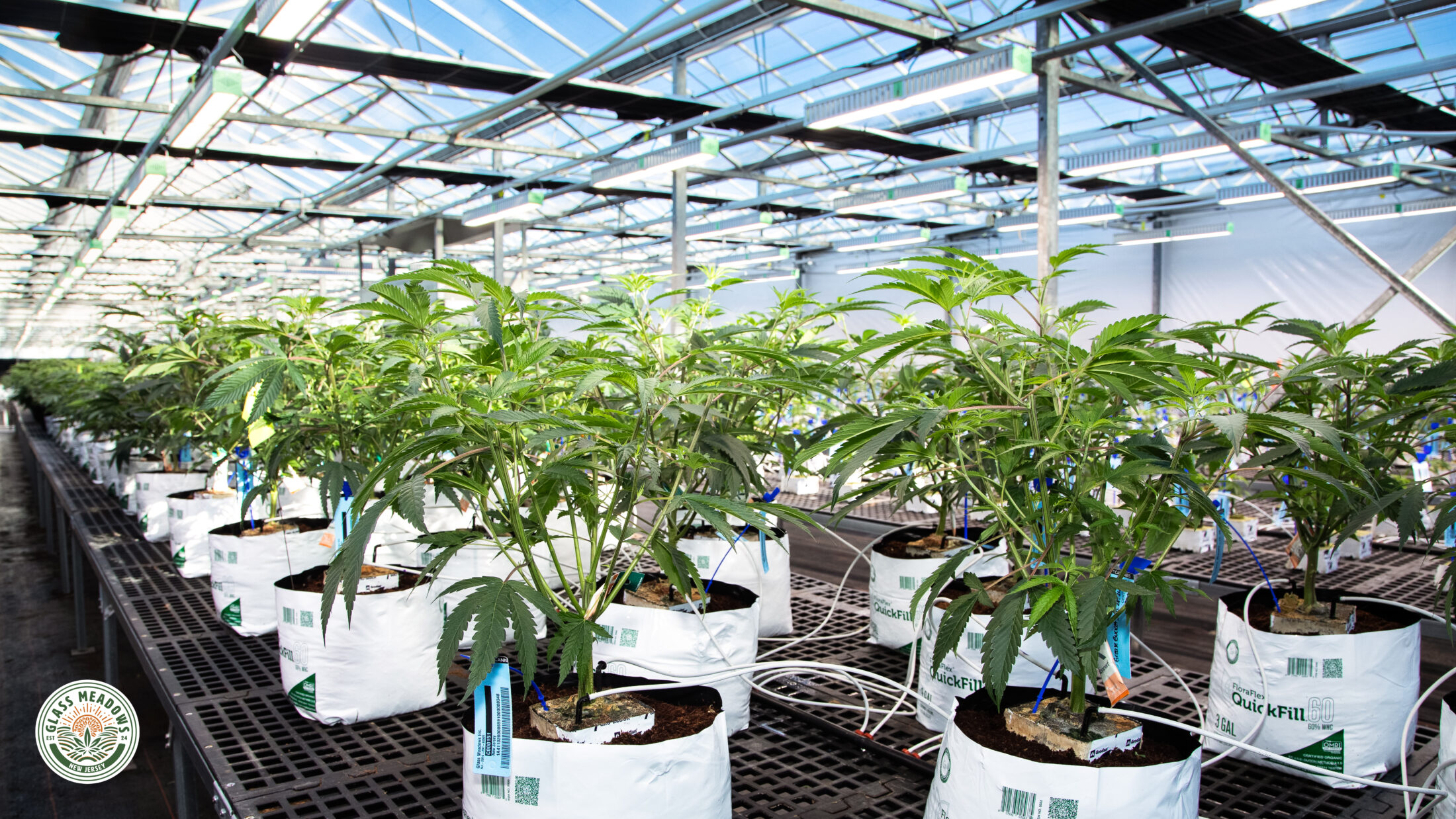 What Does Sun-Grown Cannabis Mean in NJ?