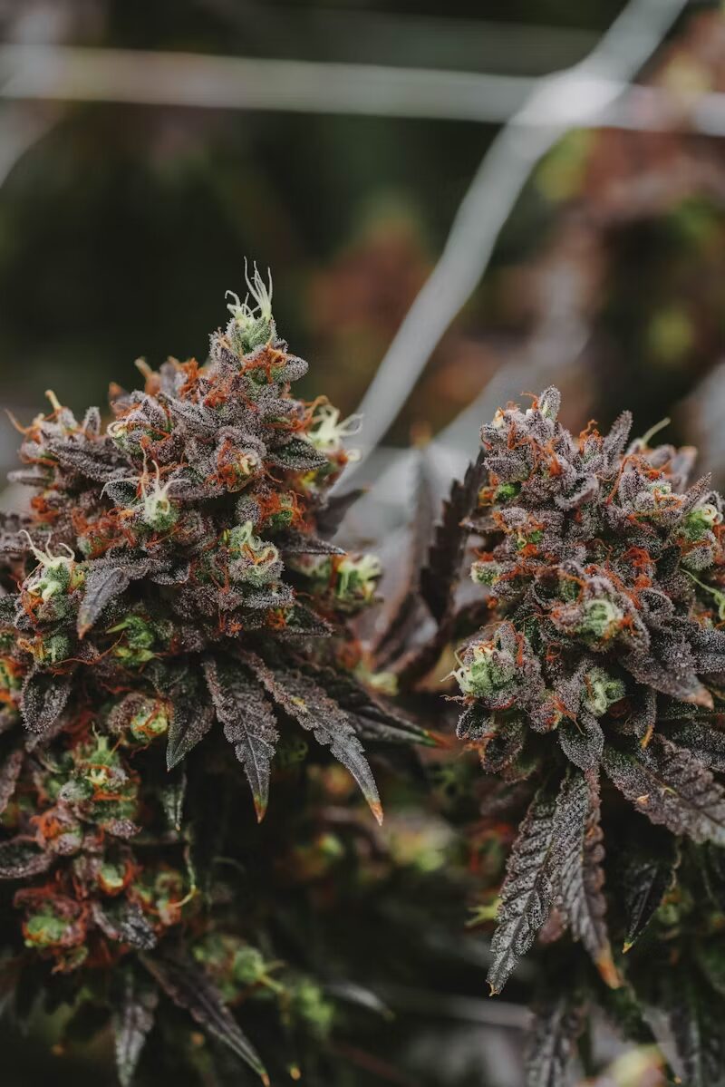 Why a High THC Percentage Isn’t Everything
