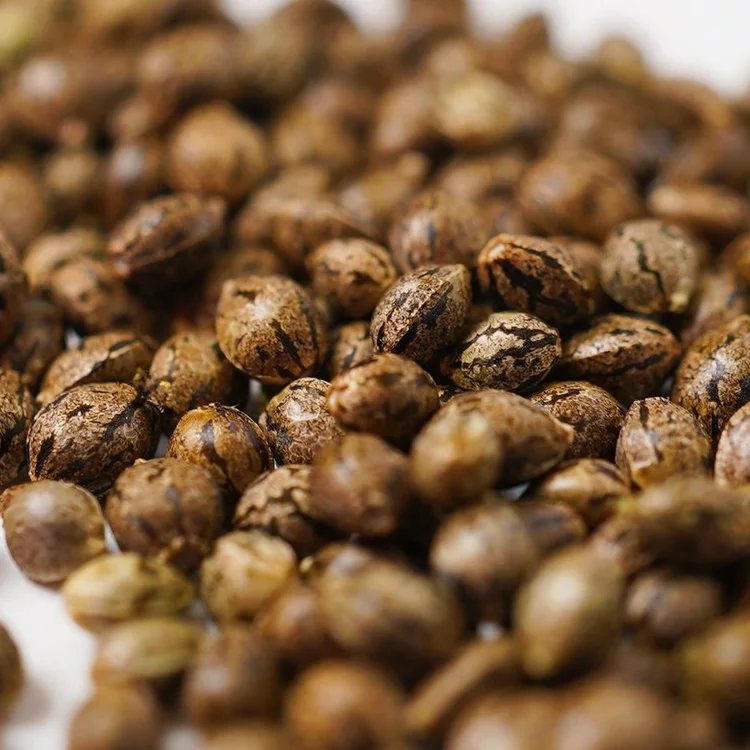 Breakwater Pheno hunting